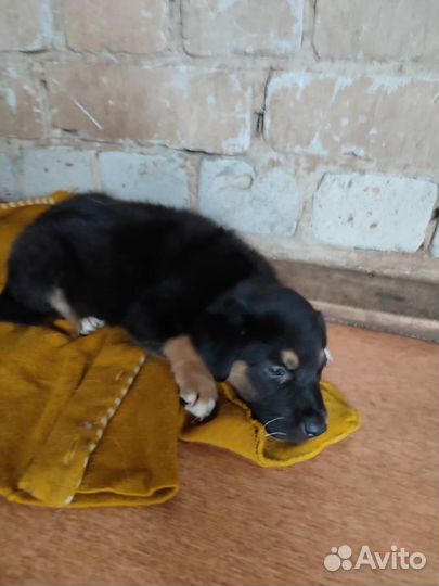 Мальчишка ищет дом