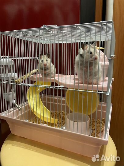 Джунгарский хомяк с клеткой