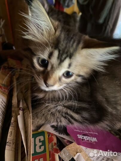 Котята в добрые руки даром