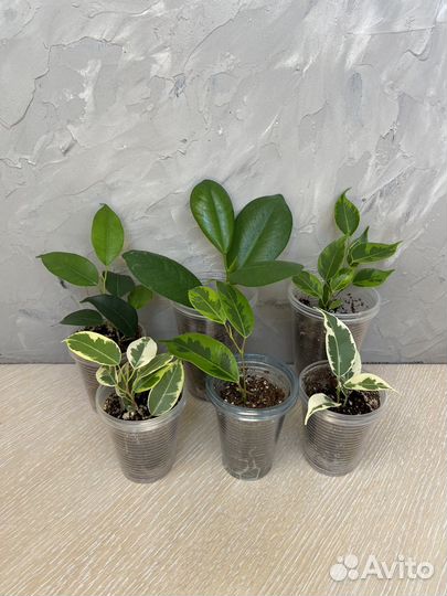 Сортовые фикусы