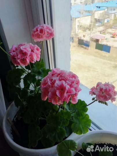 Герань пеларгония