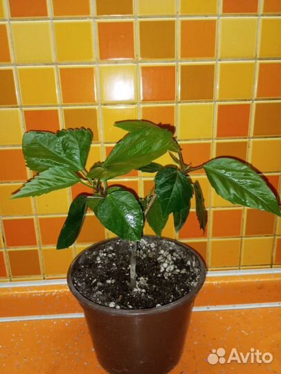 Комнатные растения 2