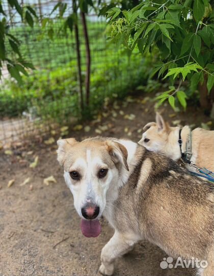 Спасите собачку из приюта