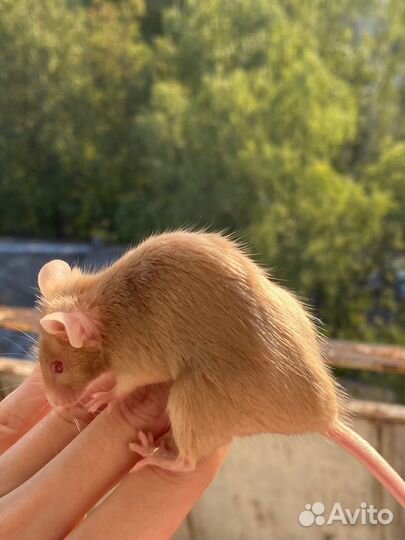 Мышь сатиновая