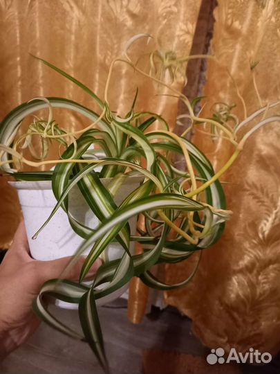 Хлорофитум