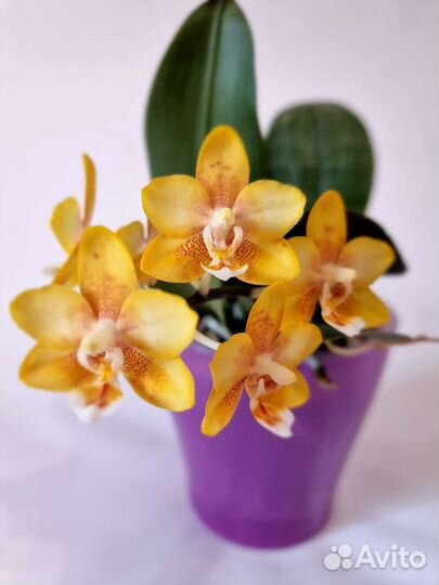 Орхидея фаленопсис