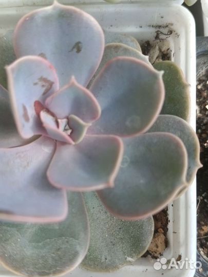 Суккуленты