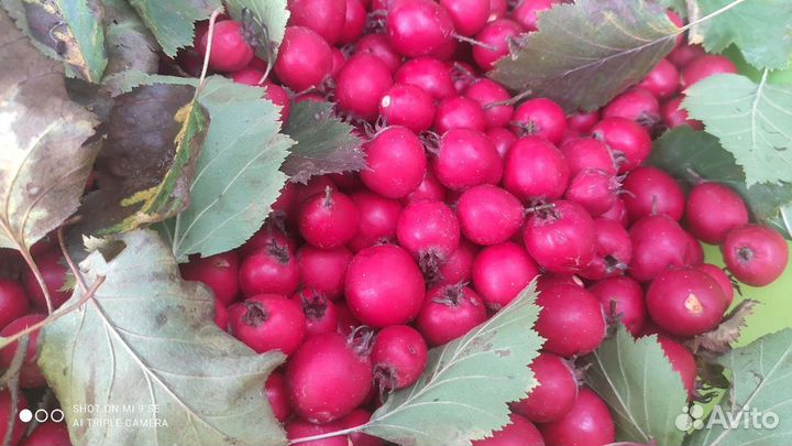 Боярка - саженцы