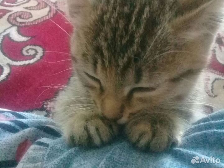 Кошечка в дар бесплатно