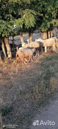 Овцы ягнята