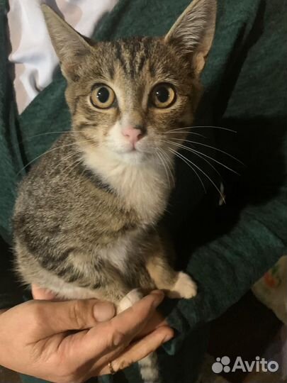 Очень нежная кошечка-подросток