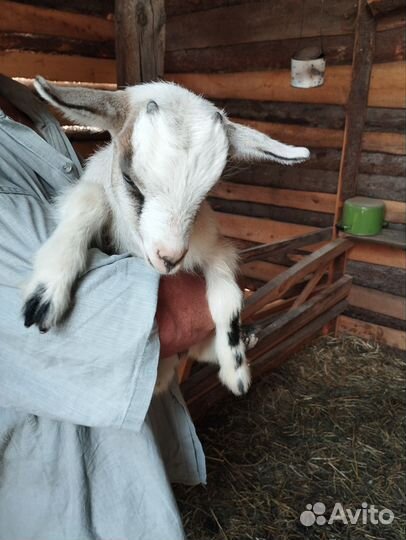 Козочка и два козлика, зааненские, безрогие