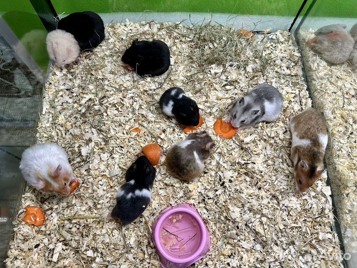 Сирийский хомяк