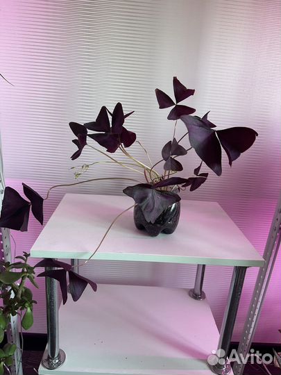 Кислица (оксалис, бабочки)