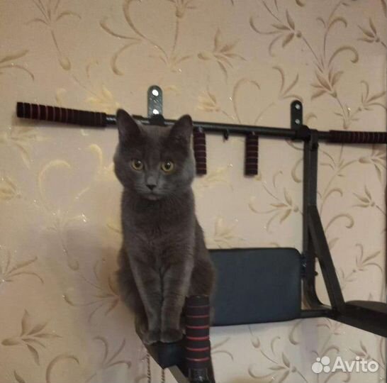 Серый кот