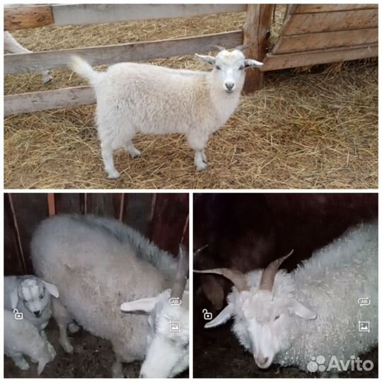 Ангорские козы, баран меринос