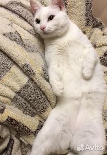 Домашняя передержка/Зоогостиница для кошек и собак