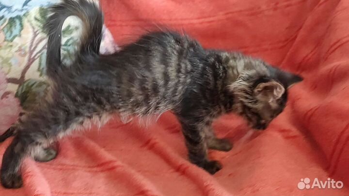 Крошечный пушистый котёнок девочка Джесси