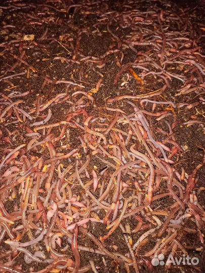 Биогумус (вермикомпост)
