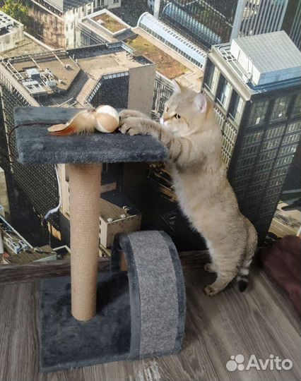 Брошенная кошка ищет новый дом