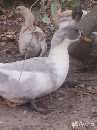 Продам селезня