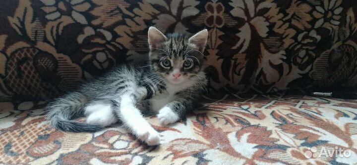 Котенок(девочка)