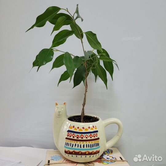 Фикус бенджамина