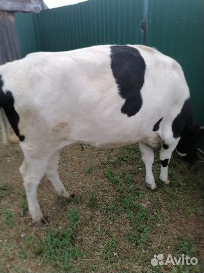 Телка 1.5 года