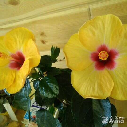Гибискус голландский Cream de Orange