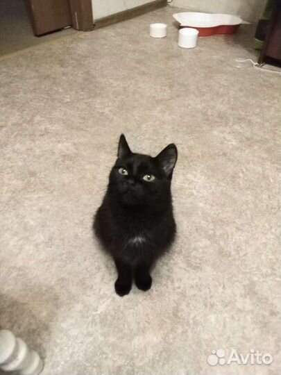 Кошка