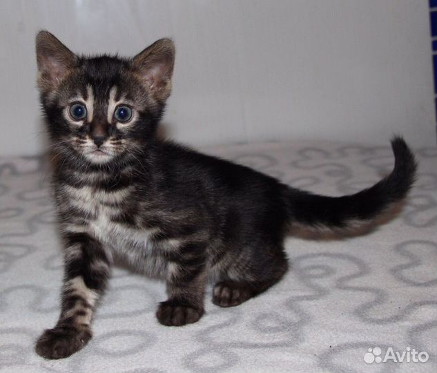 Бенгальские котята угольного окраса