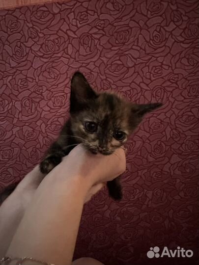 Котята