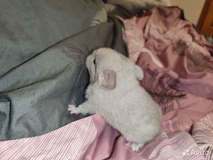Шиншиллята шиншиллы гетеробежевая и стандарт