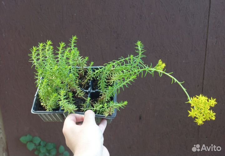 Очиток седум Блю форест и Ангелина