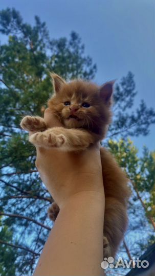 Котята мейн-кун