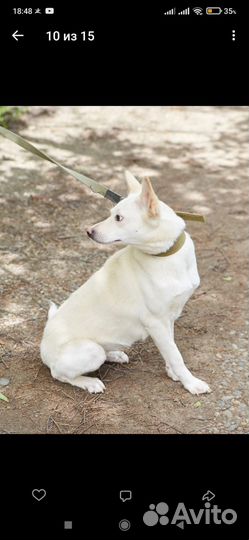 Белая небольшая собачка ищет дом