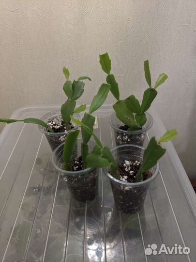 Декабристы