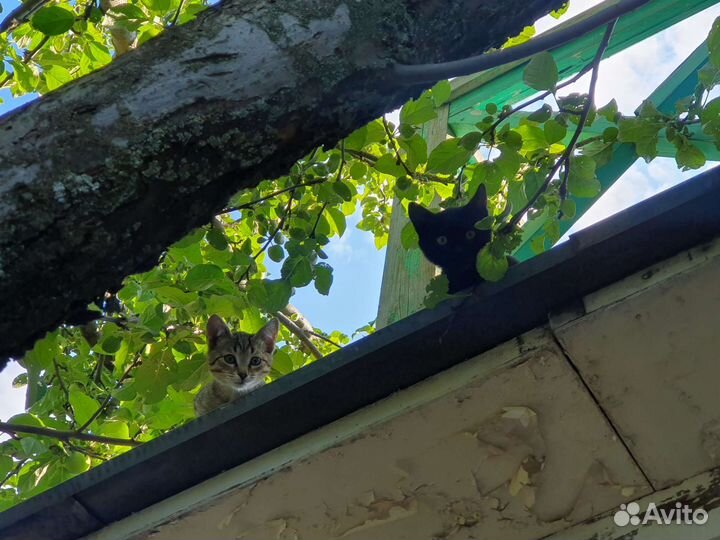 Котята в добрые руки бесплатно коты