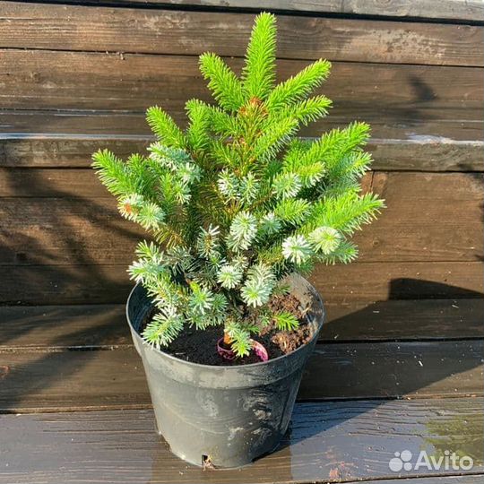 Ель Двуцветная