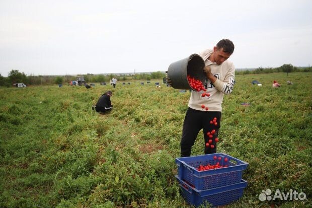 Вахта овощеводы