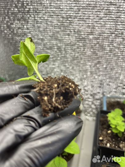 Укорененные черенки вегетативной петунии