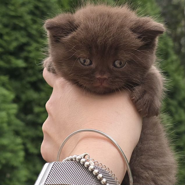 Британский короткошёрстный котёнок