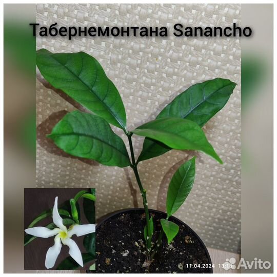 Табернемонтаны ароматные сортовые
