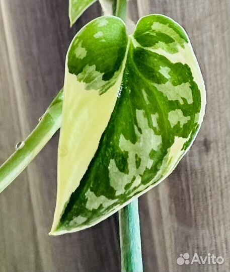 Сциндапсус маяри