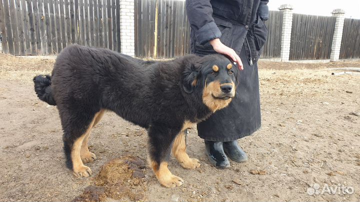 Щенок бурят-монгольского волкодава (Хотошо)