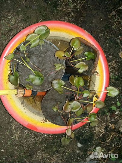 Нимфея 3х летка