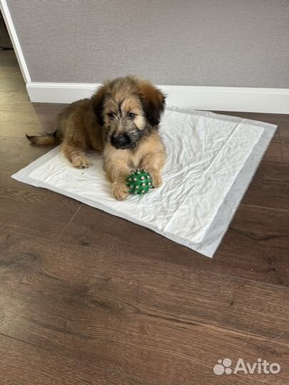 Отдам в добрые руки