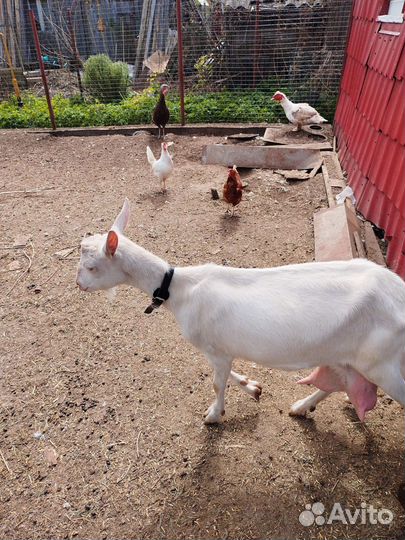 Молодые козочки