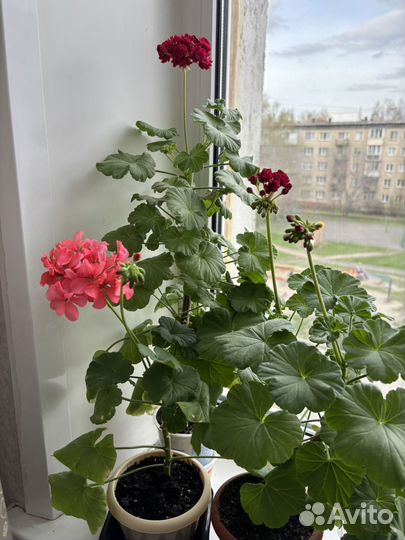 Комнатные цветы