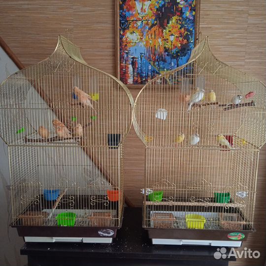 Новые клетки, размер 25/30/40 см